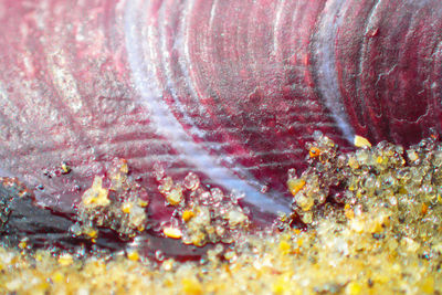 Close-up of fish underwater