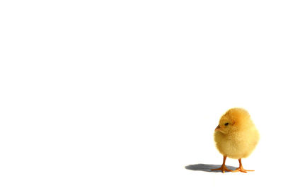 Close-up of a bird against white background