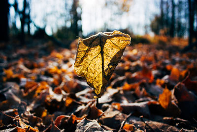 Close-up of dry maple leaves fallen on field during autumn