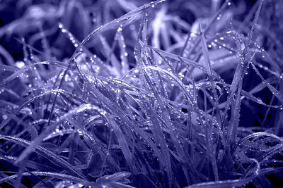 frost