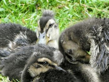 Close-up of ducklings on grass