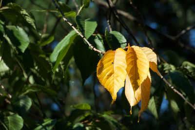 Close-up of yellow leaves growing on tree