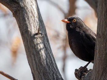 Bird perching on tree