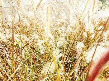 Plants growing on field