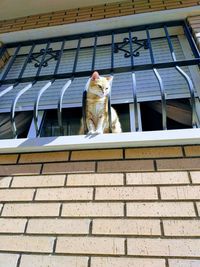 Low angle view of dog against building