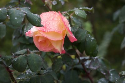 Close-up of pink rose