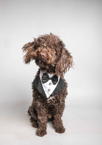 Friendly and elegant andalusian turkish dog looking at the camera on a white background. 