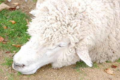 Close-up of white sheep on grass