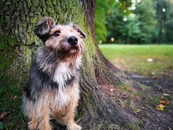 Close-up portrait of dog on grass