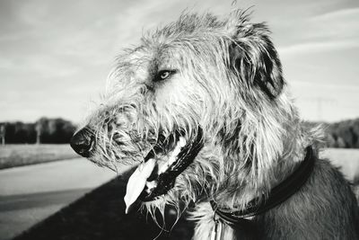 Close-up of dog against sky