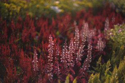 Close-up of red flowering plant