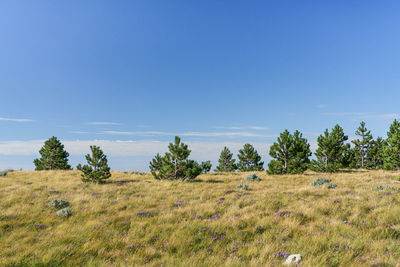 Trees on field against clear blue sky