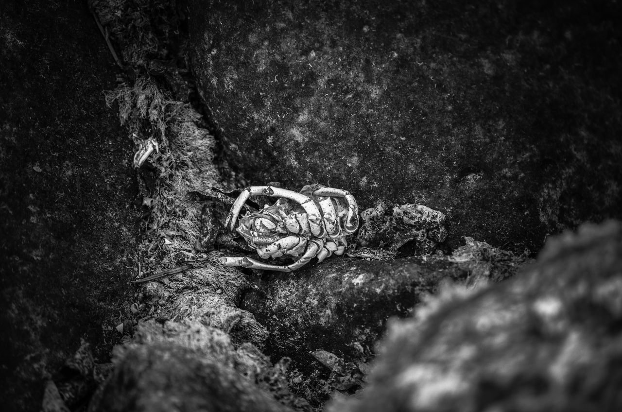 CLOSE-UP OF SNAILS