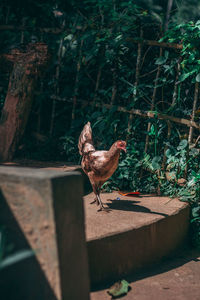 Side view of bird perching on retaining wall