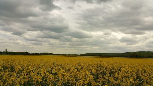 Scenic view of oilseed rape field against cloudy sky