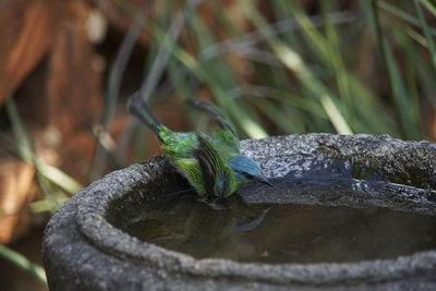 Close-up of lizard