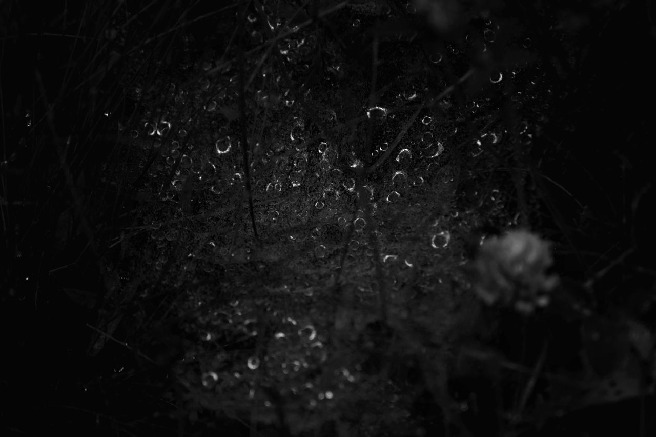 night, drop, close-up, nature, wet, water, rain, selective focus, dark, weather, growth, no people, plant, season, outdoors, raindrop, tranquility, beauty in nature, focus on foreground, high angle view