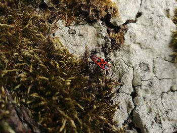 Close-up of ladybug on ground