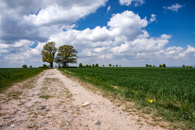 Scenic view of agricultural field against sky