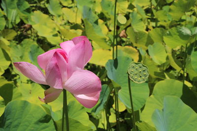 Close-up of pink lotus water lily