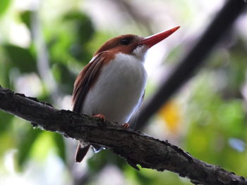 Low angle view of bird perching on tree