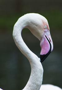 Close-up of swan