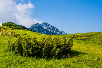 Mountain pine closeup on the mountains above malcesine in the province of verona, italy