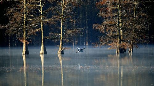 Bird flying over lake