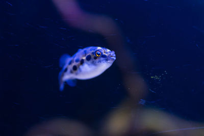 Fish swimming in sea