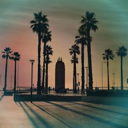 Palm trees against sky