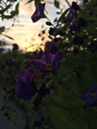 Close-up of purple flowering plant