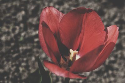 Close-up of red flower blooming outdoors