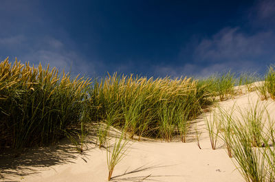 Plants growing in sand against sky