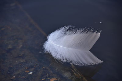 Close-up of feather against gray background