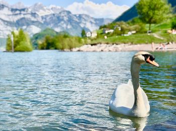 Swan swimming in lake