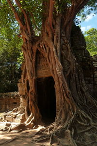View of tree trunk in temple