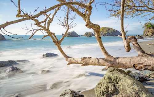 Trees on beach against sky
