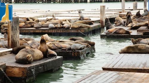 Sheep resting on pier at lake