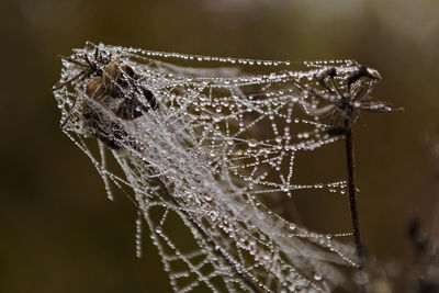 Close-up of spider on web