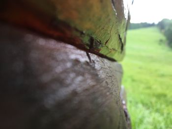 Close-up of tree trunk