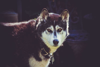 Close-up portrait of dog