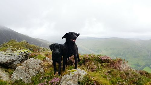 Dogs on mountain against sky