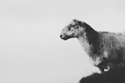 Close-up of sheep against clear sky