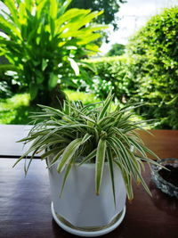 Close-up of potted plant on table