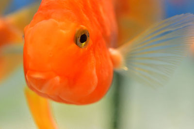 Close-up of orange bird in water