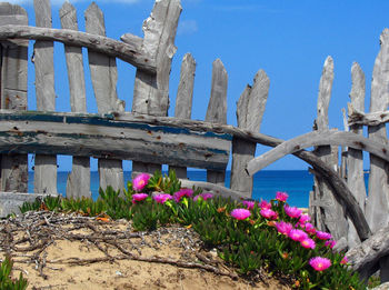 Flowers growing in city against sky