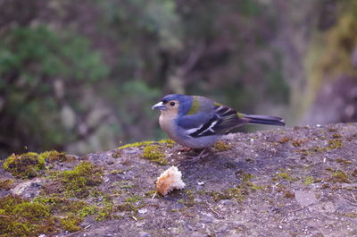 Close-up of bird perching on rock