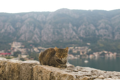 Cat sitting on rock