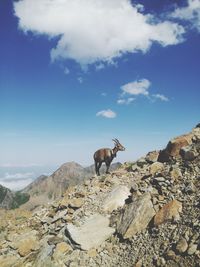 View of a animal on rock