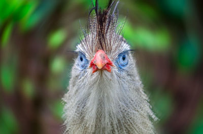 Close-up of rooster